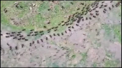 Lo que los hombre son incapaz de hacer.. "para proteger sus fronteras" las hormigas lo hacen..