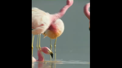 Los flamencos en el Altiplano