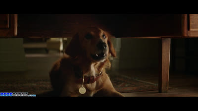 Quatro vidas de um cachorro