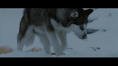 8 Amici da Salvare DVD - Amici Film Completo HD