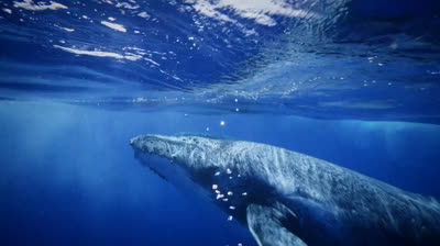 Protegendo o Paraíso - A História de Niue - 2024